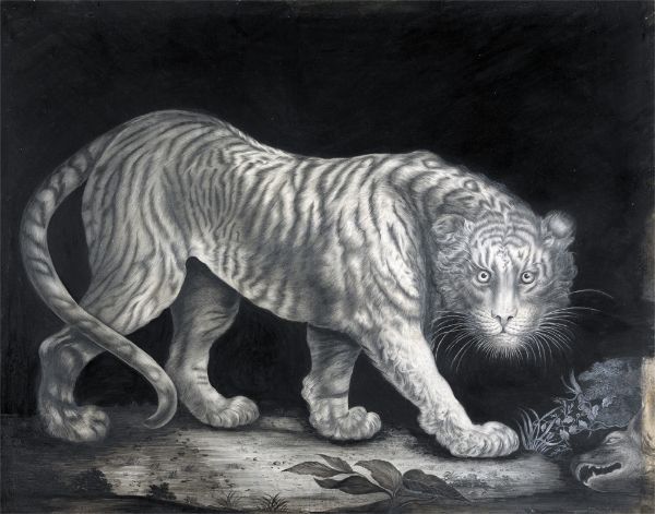 Picture of A Prowling Tiger (ca. 1800) - Elizabeth Pringle