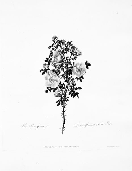 Picture of Rosa spinosissima (1799) - Mary Lawrance (English, 1776 - 1831)