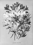 Picture of Alstroemeria Chilensis, Varr. (1872-1881) - Arentina Hendrica Arendsen (Dutch, 1836 - 1915)