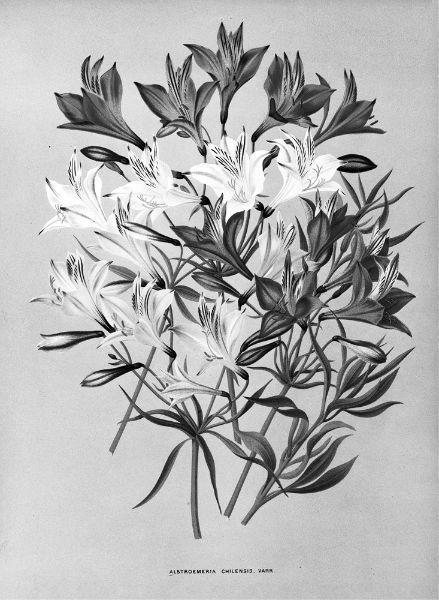 Picture of Alstroemeria Chilensis, Varr. (1872-1881) - Arentina Hendrica Arendsen (Dutch, 1836 - 1915)