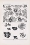 Picture of Outlines of ornament in the leading styles Pl.14 (1881) - George Ashdown Audsley (Scottish, 1838-1925)