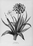 Picture of Scilla Peruviana Alba (1872-1881) - Arentina Hendrica Arendsen (Dutch, 1836 - 1915)