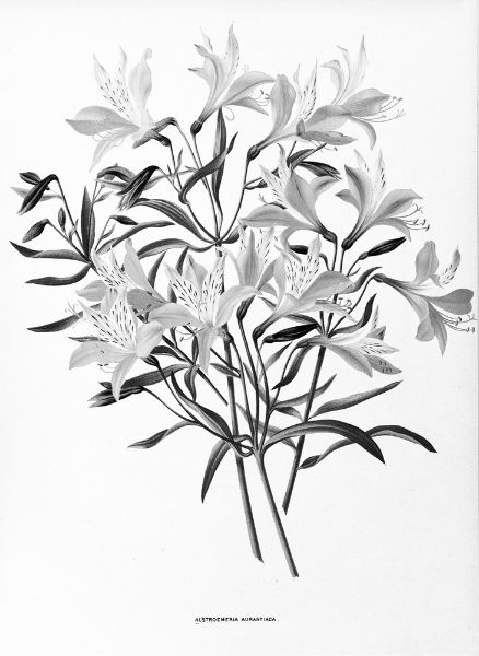 Picture of Alstroemeria Aurantiaca (1872-1881) - Arentina Hendrica Arendsen (Dutch, 1836 - 1915)