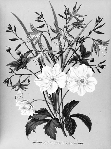 Picture of Crocosmia Aurea and Anemone Japonica. Honorine Jobert. (1872-1881) - Arentina Hendrica Arendsen (Dutch, 1836 - 1915)