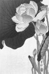 Picture of Blooming lotus flowers (1920 - 1930) - Ohara Koson (Japanese, 1877-1945)