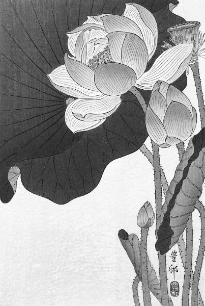 Picture of Blooming lotus flowers (1920 - 1930) - Ohara Koson (Japanese, 1877-1945)