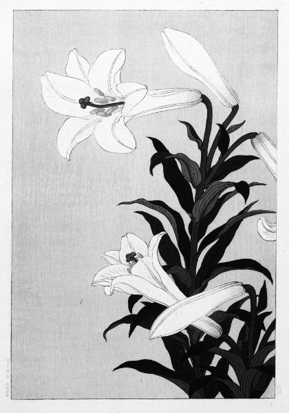 Picture of Lilies (1900 - 1930) - Ohara Koson (Japanese, 1877-1945)