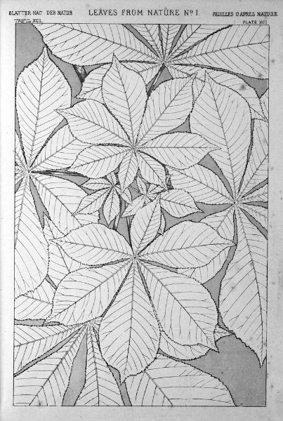 Picture of Leaves from Nature No.1 (1856) - Owen Jones (English, 1809 - 1874)