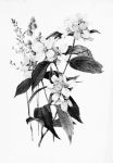 Picture of Mock Orange or Syringa (1885) - Alois Lunzer (Austrian, 1840–)