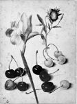 Picture of Spanish iris, morning glory, and cherries (1630) - Georg Flegel (German, 1566-1638)