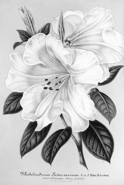 Picture of Rhododendrum Sesterianum (hybrid.) (1854-1896) - Charles Antoine Lemaire (French, 1800-1871)