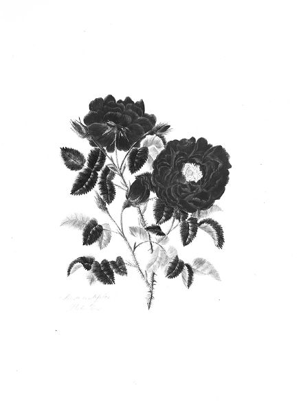 Picture of Rosa centifolia4 (1799) - Mary Lawrance (English, 1776 - 1831)