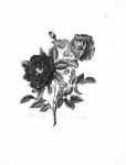 Picture of Rosa centifolia (1799) - Mary Lawrance (English, 1776 - 1831)