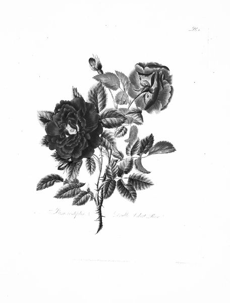 Picture of Rosa centifolia (1799) - Mary Lawrance (English, 1776 - 1831)