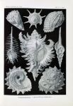 Picture of Prosobranchia. – Dorderkiemen-Schnecken (1904) - Ernst Haeckel (German, 1834-1919)