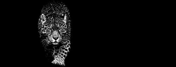 Picture of Jaguar with a black background