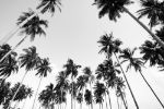 Picture of Coconut palms view in black and white with vintage effect