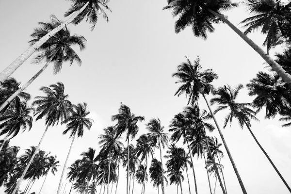 Picture of Coconut palms view in black and white with vintage effect