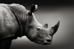 Picture of Highly alerted rhinoceros monochrome portrait. Fine art, South Africa. Ceratotherium simum