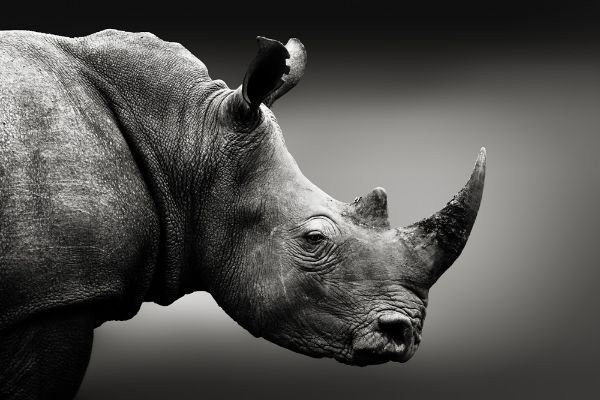 Picture of Highly alerted rhinoceros monochrome portrait. Fine art, South Africa. Ceratotherium simum