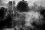 Picture of Trees in the fog - black and white photo