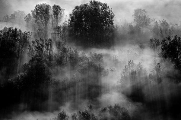 Picture of Trees in the fog - black and white photo