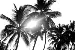 Picture of Palm trees