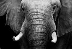 Picture of African elephant in black and white