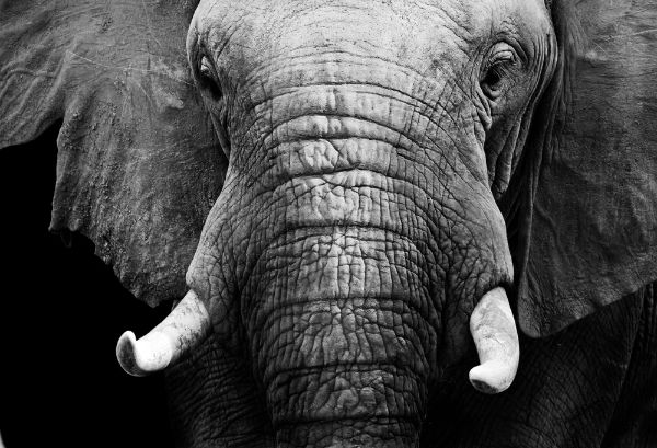 Picture of African elephant in black and white