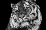 Picture of Bold contrast black and white tiger face close-up