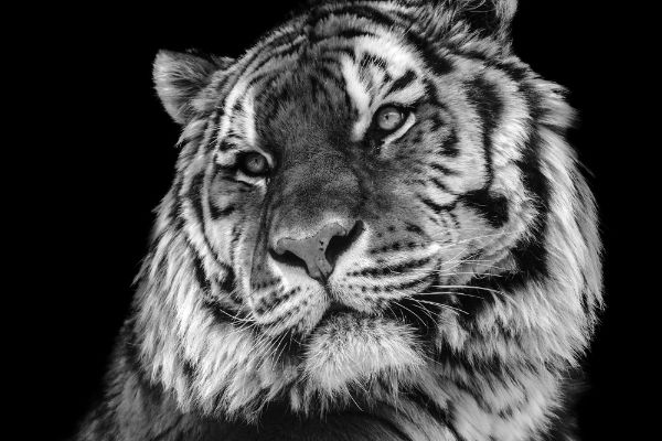 Picture of Bold contrast black and white tiger face close-up