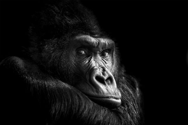 Picture of Portrait of a Gorilla