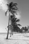 Picture of Black and white caribbean beach with palm trees