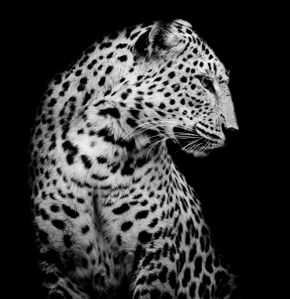 Picture of Black and white side of a Leopard