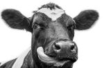 Picture of A close up photo of a black and white cow