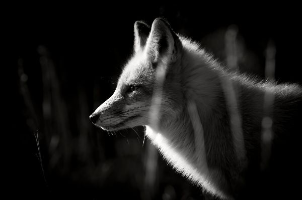 Picture of A black and white photo of a Red Fox taken on a bright sunny winter day