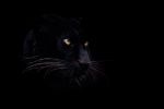 Picture of A black panther with a black background