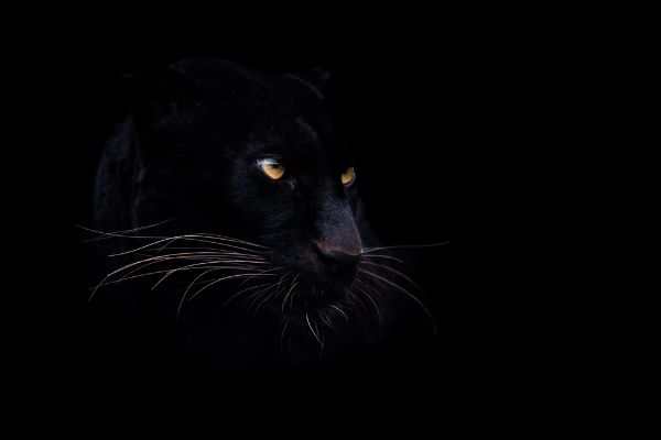 Picture of A black panther with a black background