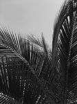 Picture of Palm tree leaves in black and white photography