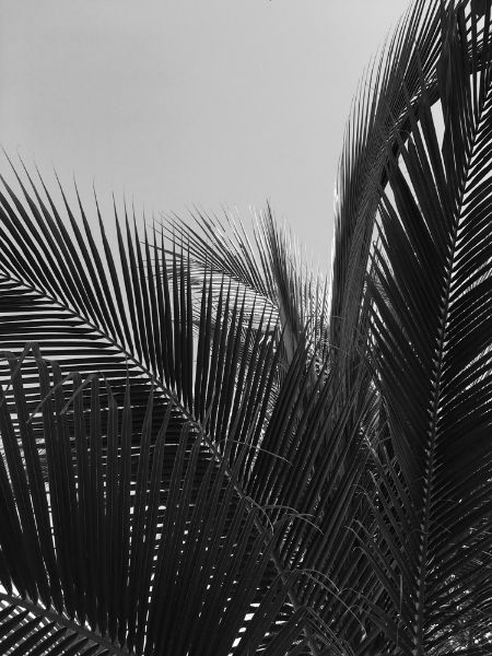 Picture of Palm tree leaves in black and white photography