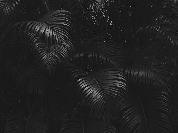 Picture of Exotic palm tree leaves