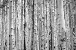 Picture of Black and white aspen trees make a natural background texture pattern in Colorado mountain forest landscape scene