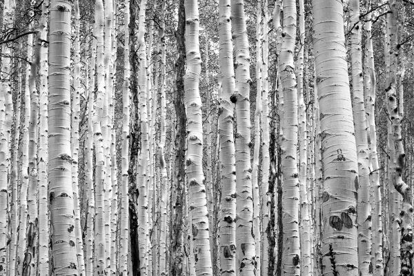 Picture of Black and white aspen trees make a natural background texture pattern in Colorado mountain forest landscape scene