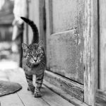 Picture of Cat on the porch of a village house