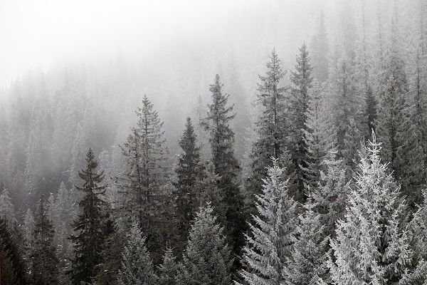 Picture of Frozen winter forest in the fog