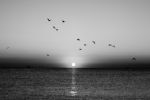 Picture of Autumn seascape at dawn in black and white. Flock of seagulls flying over sea