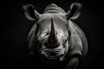 Picture of Rhinoceros rhino close up