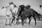 Picture of Wild horses running free