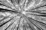 Picture of Monochrome photo of a grunge forest with trees and branches seen from below upwards during winter