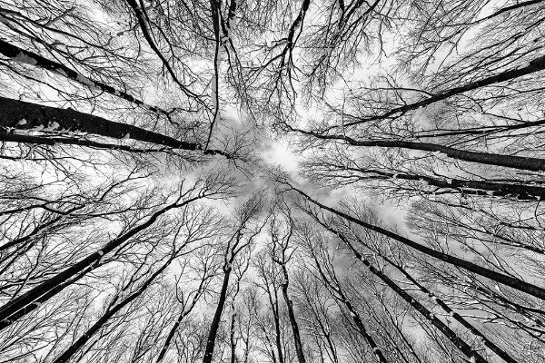 Picture of Monochrome photo of a grunge forest with trees and branches seen from below upwards during winter